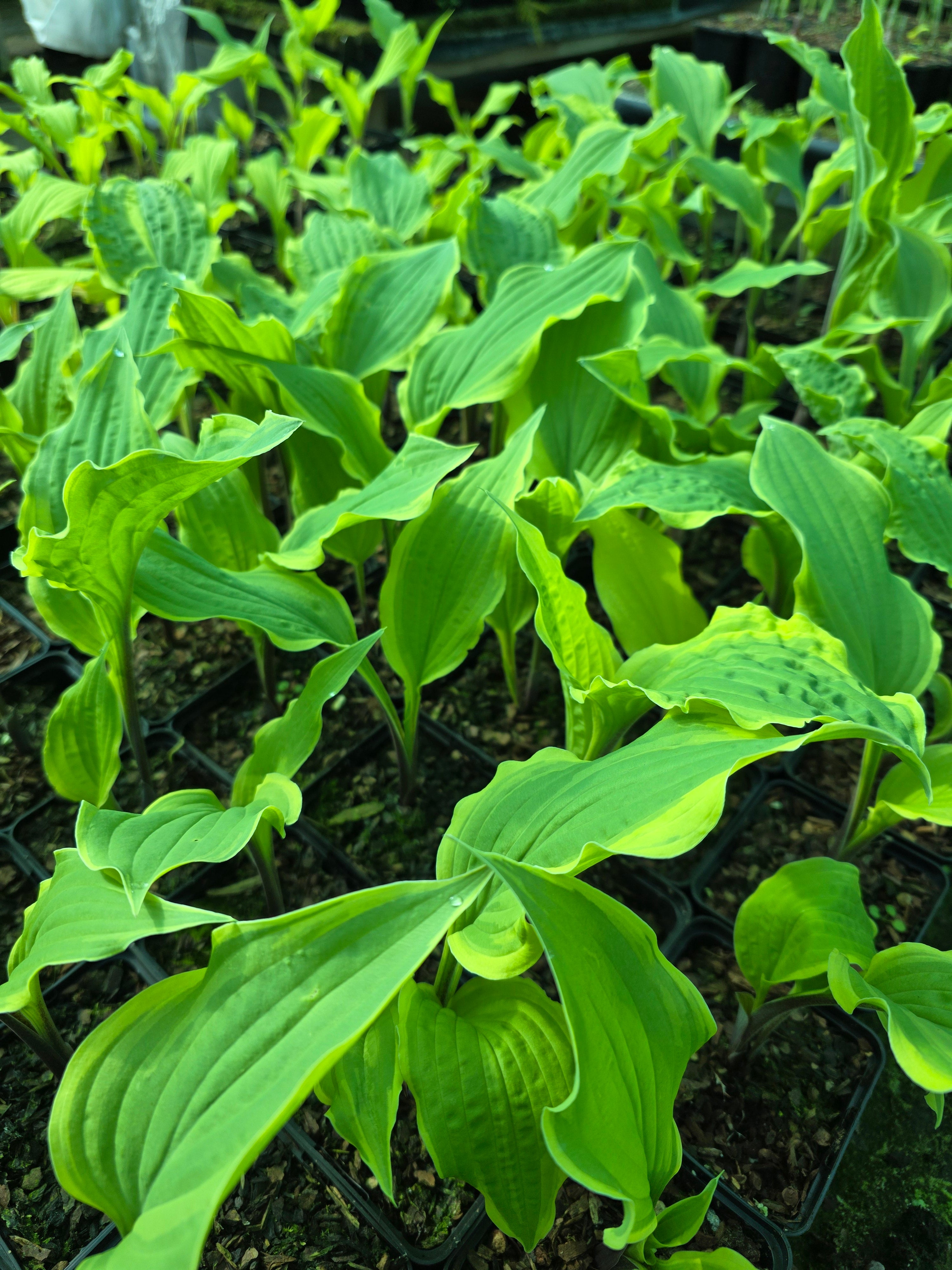 Hosta 'Lipstick Blush'