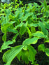 Hosta 'Lipstick Blush'