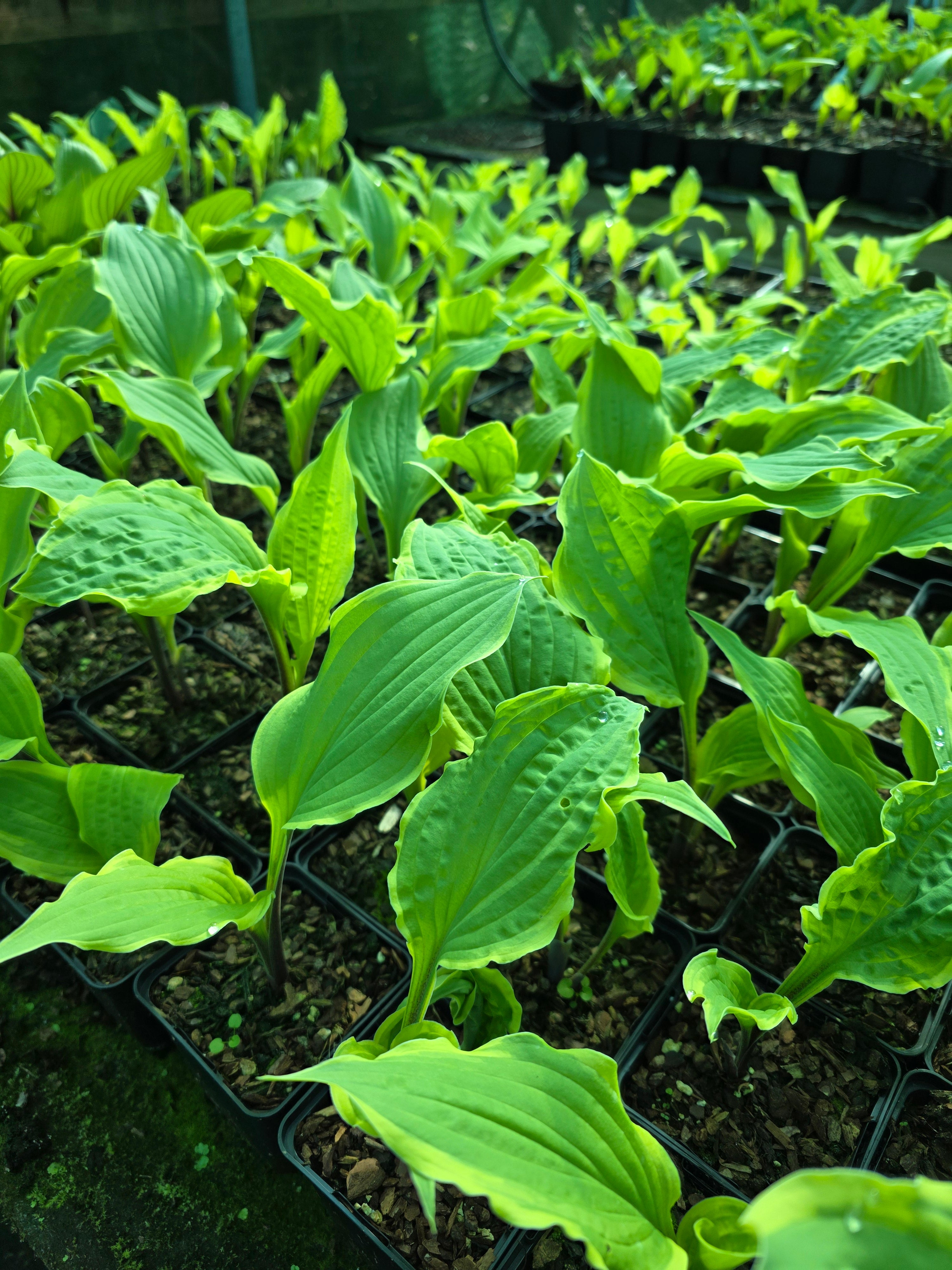 Hosta 'Lipstick Blush'
