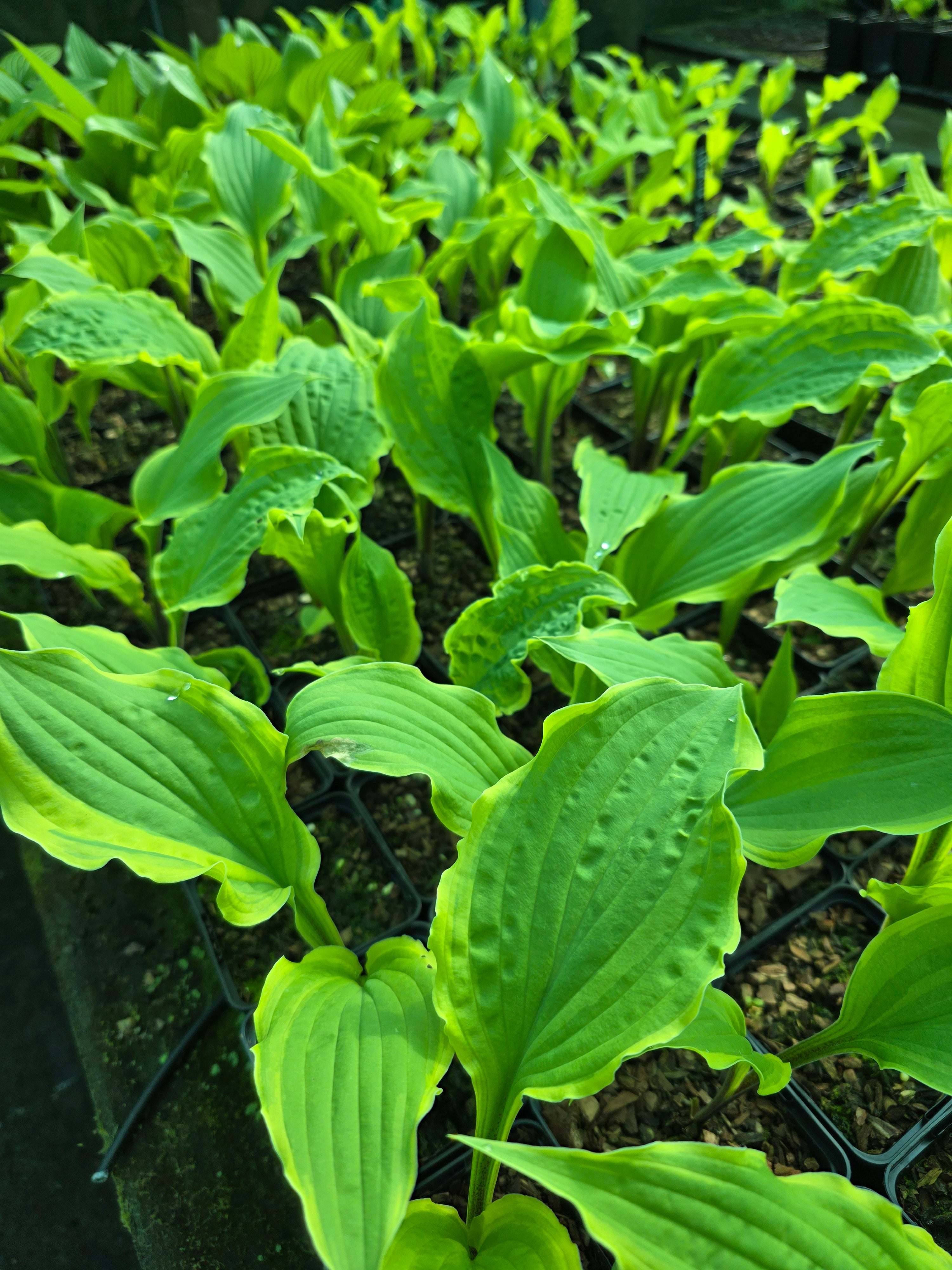 Hosta 'Lipstick Blush'