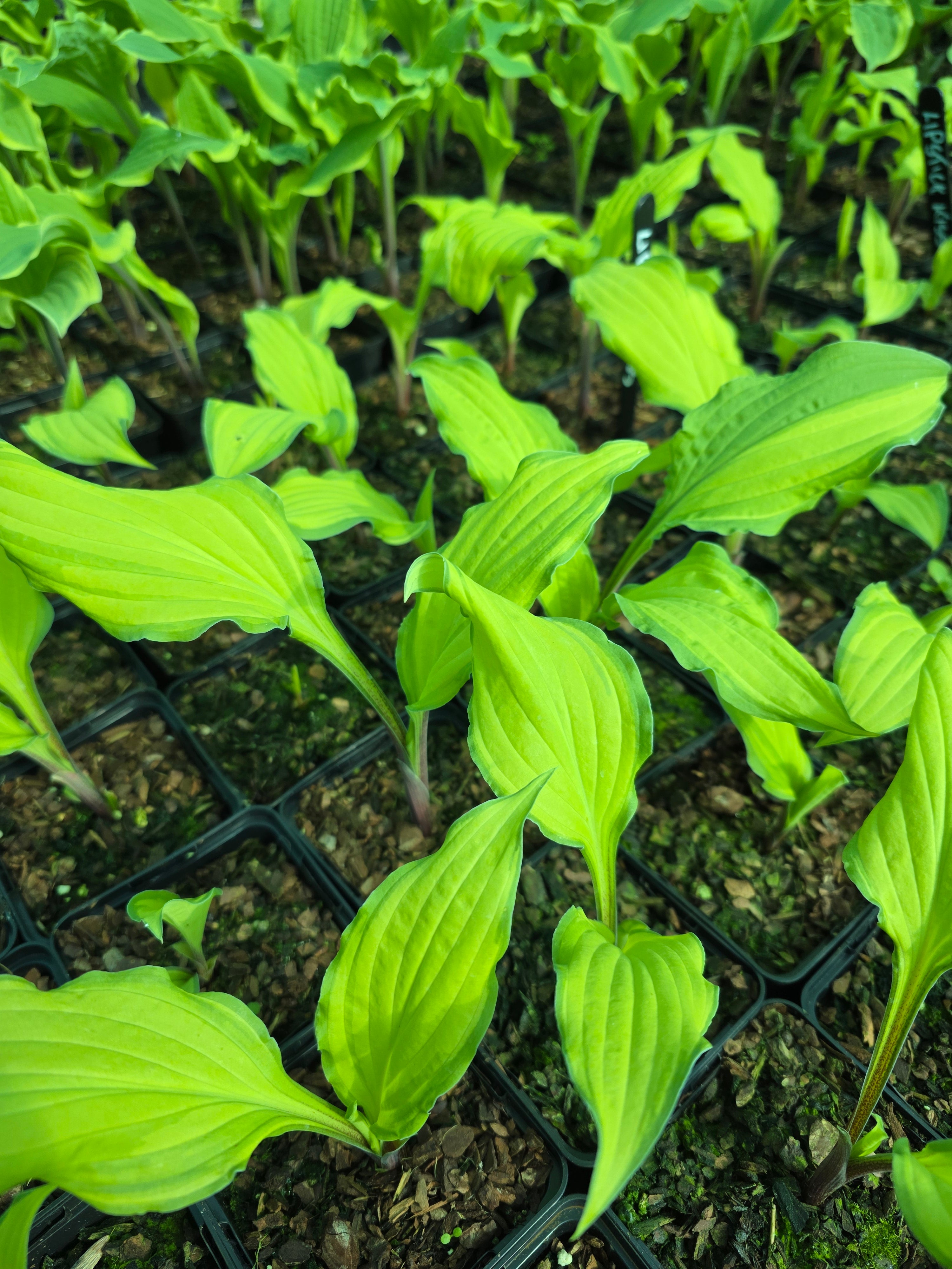 Hosta 'Lipstick Kiss'