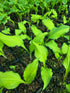 Hosta 'Lipstick Kiss'