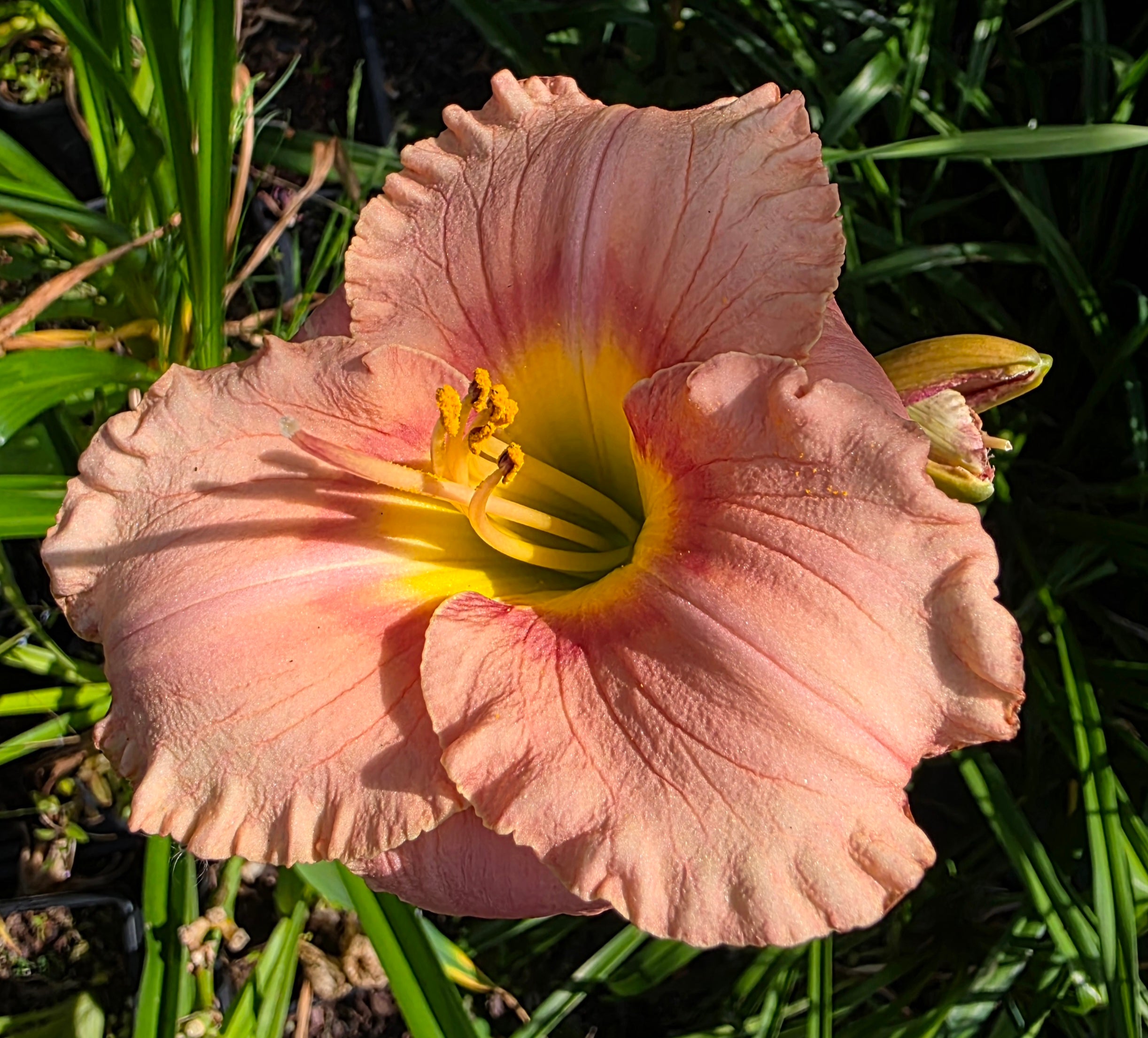 Hemerocallis 'Elegant Candy'