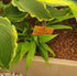 Hosta 'Hyuga Urajiro'