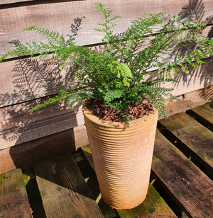 Polystichum setiferum 'Proliferum'