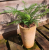 Polystichum setiferum 'Proliferum' 1.5-2 ltr