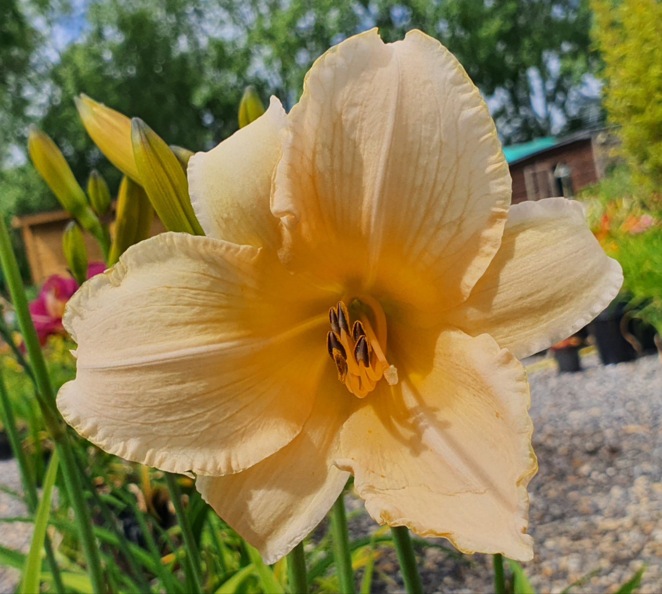 Hemerocallis 'Helle Bellerinerin'