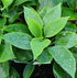 Hosta 'Irische See'