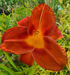 Hemerocallis 'Cherry Smoke'