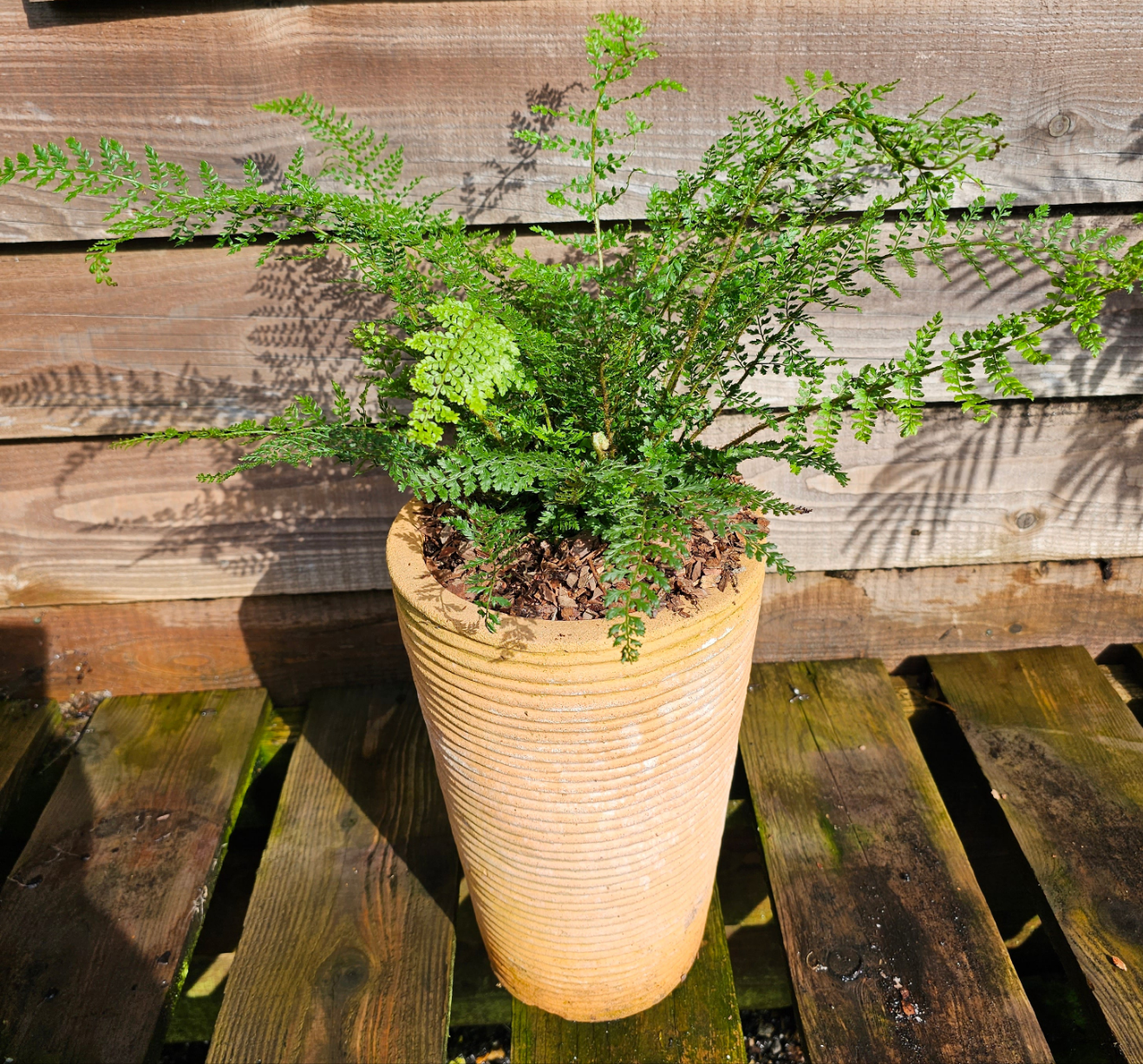 Polystichum setiferum 'Proliferum' 1.5-2 ltr
