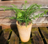 Polystichum setiferum 'Proliferum' 1.5-2 ltr