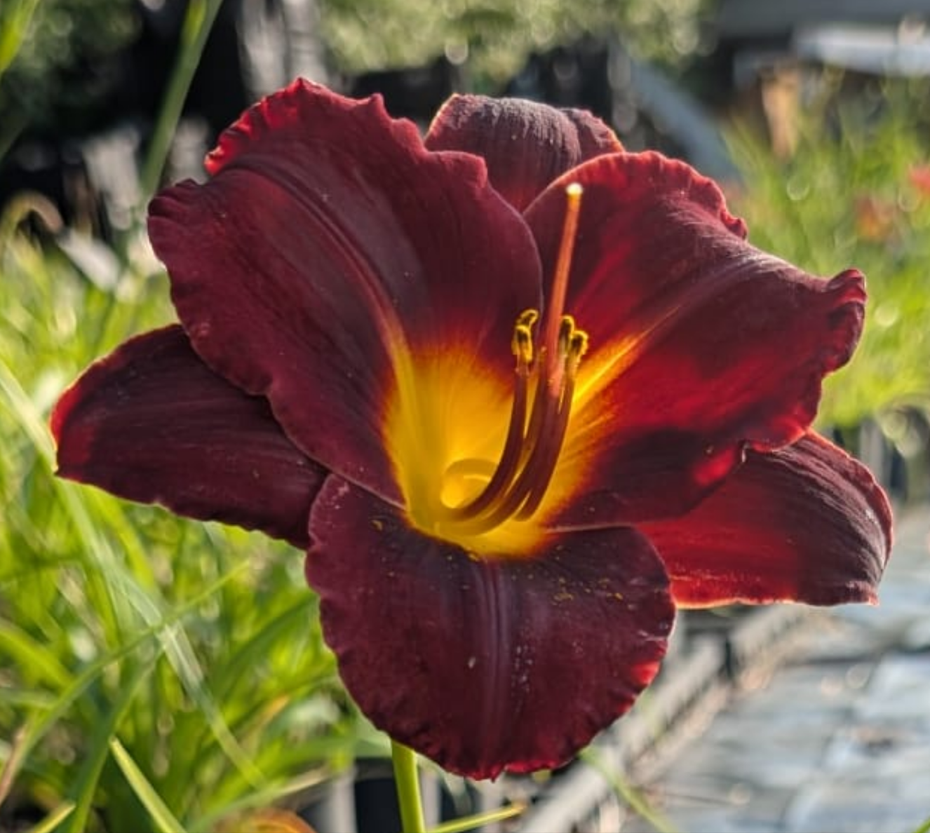 Hemerocallis 'Dominic'