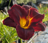 Hemerocallis 'Dominic'