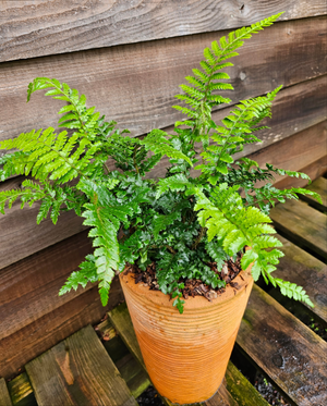 Polystichum polybletharum