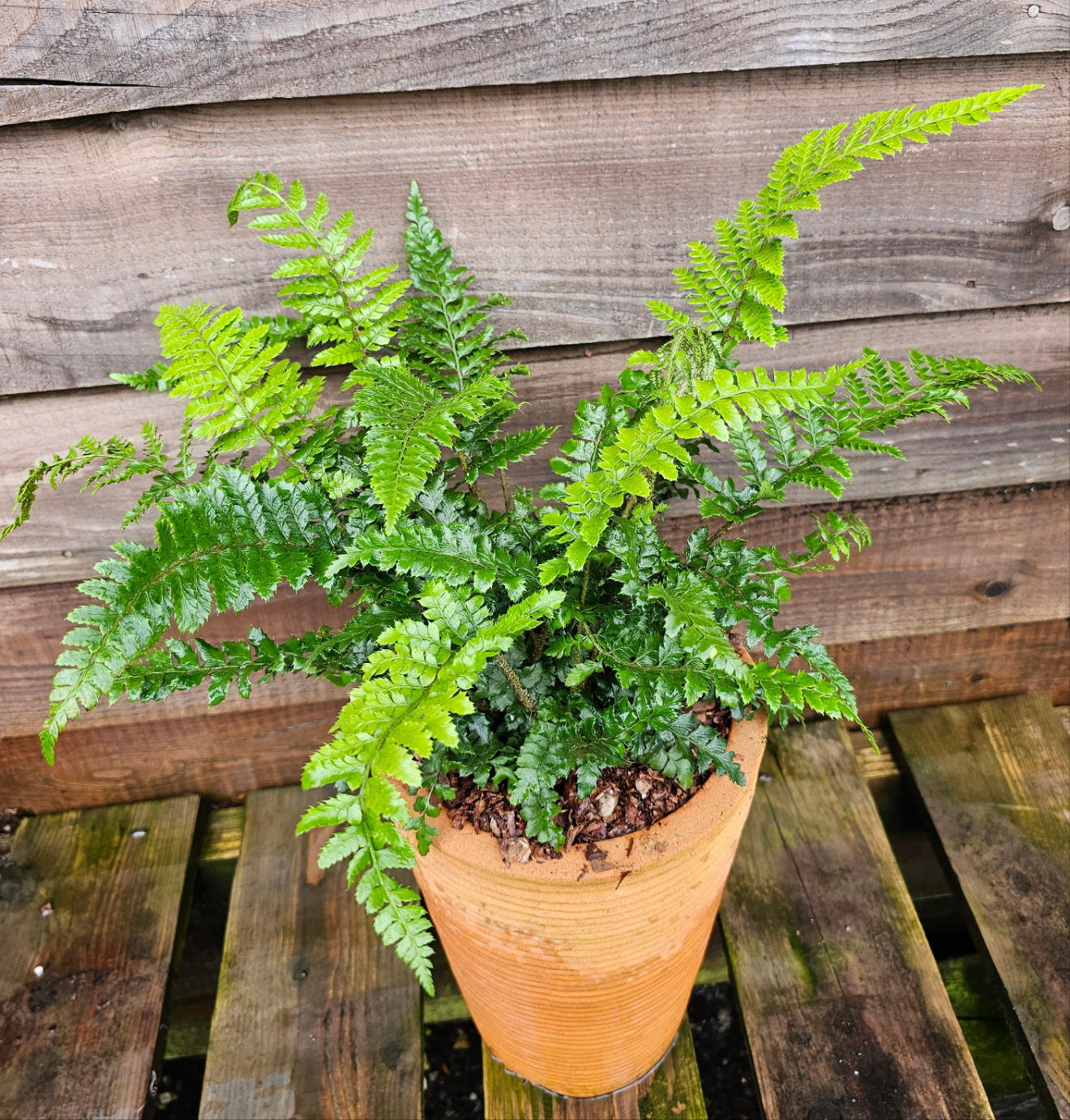 Polystichum polybletharum 1.5-2 ltr