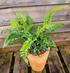 Polystichum polybletharum 1.5-2 ltr