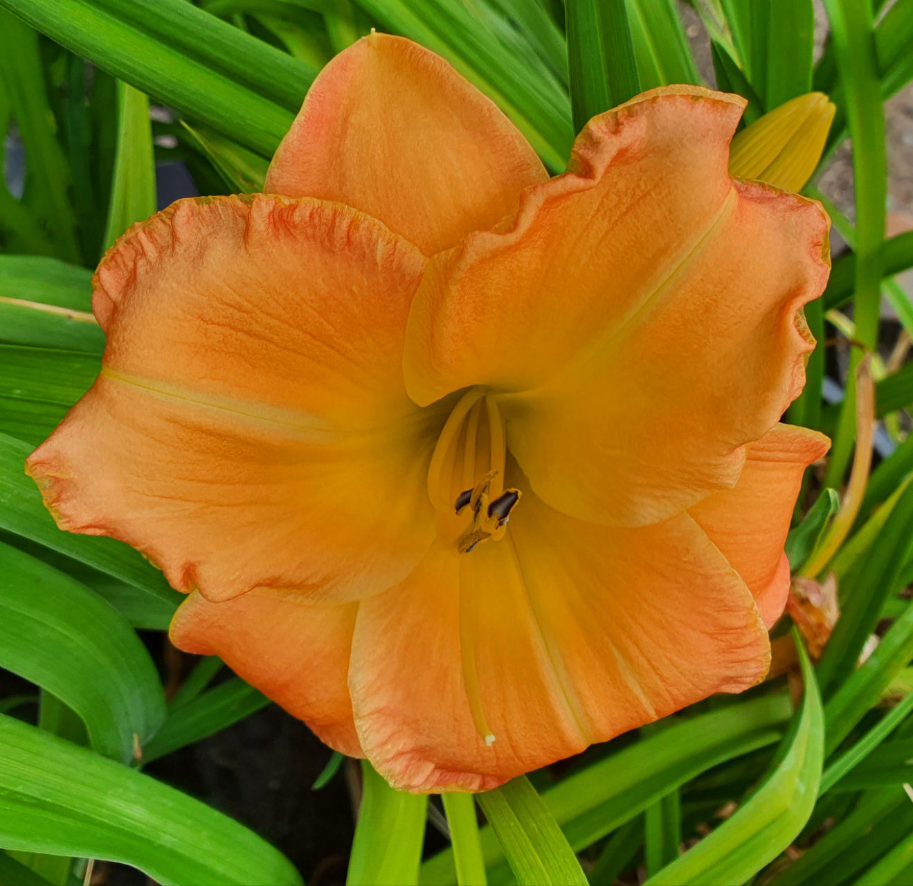 Hemerocallis 'Bernard Thompson'