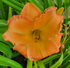 Hemerocallis 'Bernard Thompson'