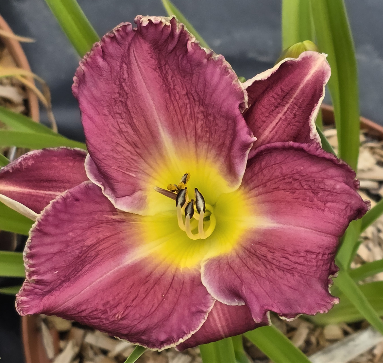 Hemerocallis 'Bettylen'