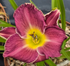 Hemerocallis 'Bettylen'