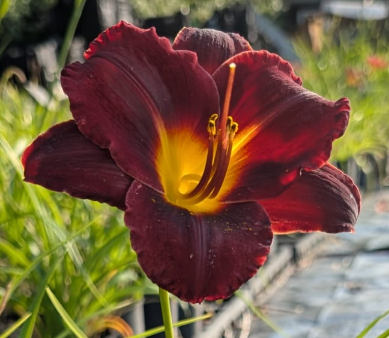 Hemerocallis 'Dominic'