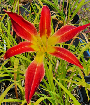 Hemerocallis 'Stoplight'