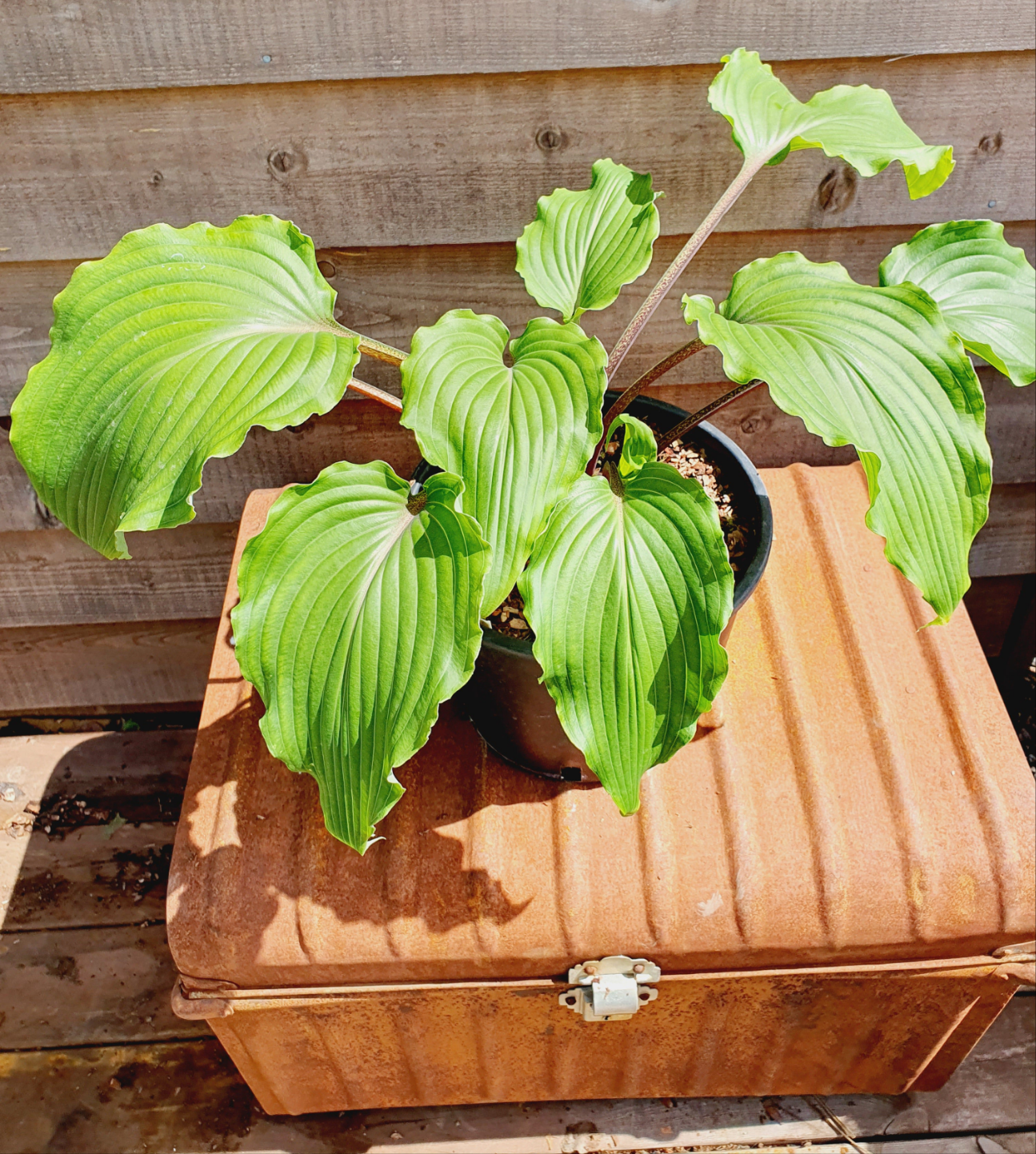 Hosta 'Valley's Red Scorpion' - Mature Division