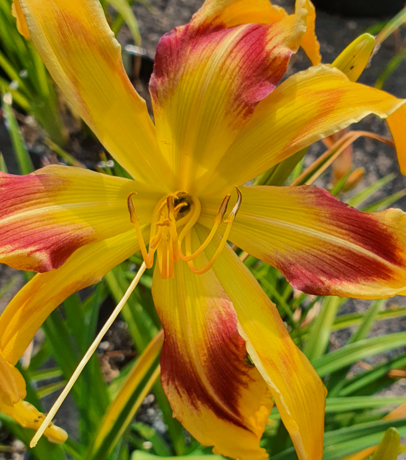 Hemerocallis 'Emmaus'