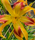 Hemerocallis 'Emmaus'