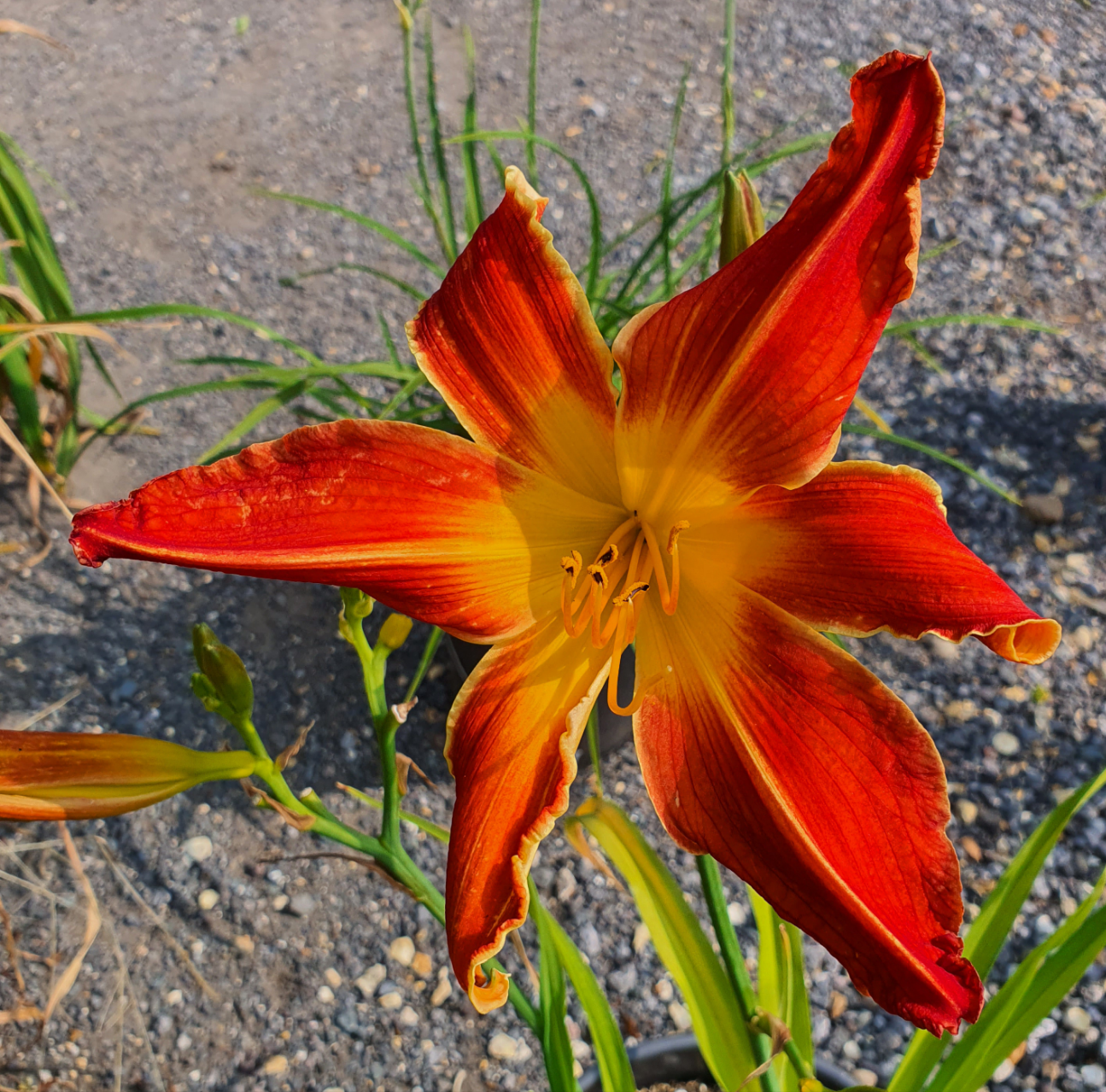 Hemerocallis 'Firestorm'