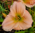 Hemerocallis 'Barbara Mitchell'