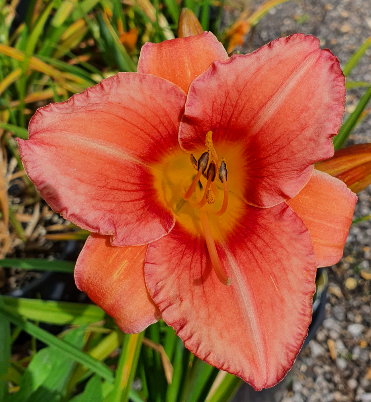 Hemerocallis 'Bowl of Roses'