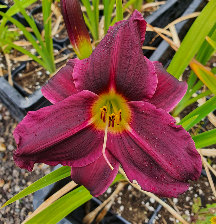 Hemerocallis 'Grape Velvet'