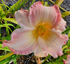 Hemerocallis 'Susan Weber'