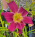 Hemerocallis 'Breath of Blue Air'