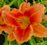 Hemerocallis 'Avant Garde'