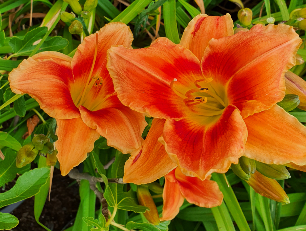Hemerocallis 'Avant Garde'