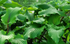 Hosta 'Valley's Red Scorpion' - Mature Division