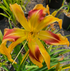Hemerocallis 'Emmaus'