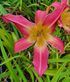 Hemerocallis 'Lake Norman Spider'