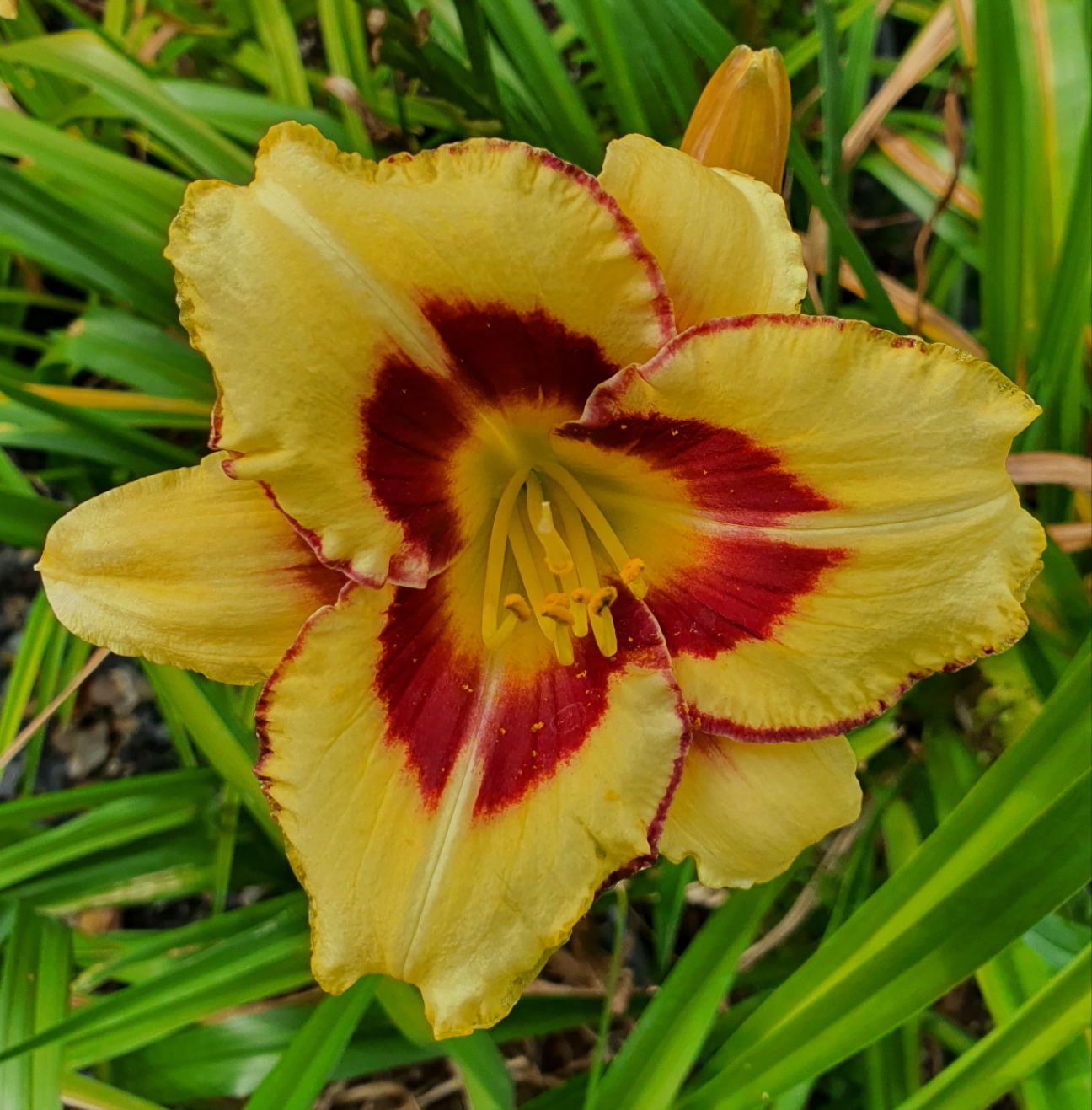 Hemerocallis 'El Desperado'