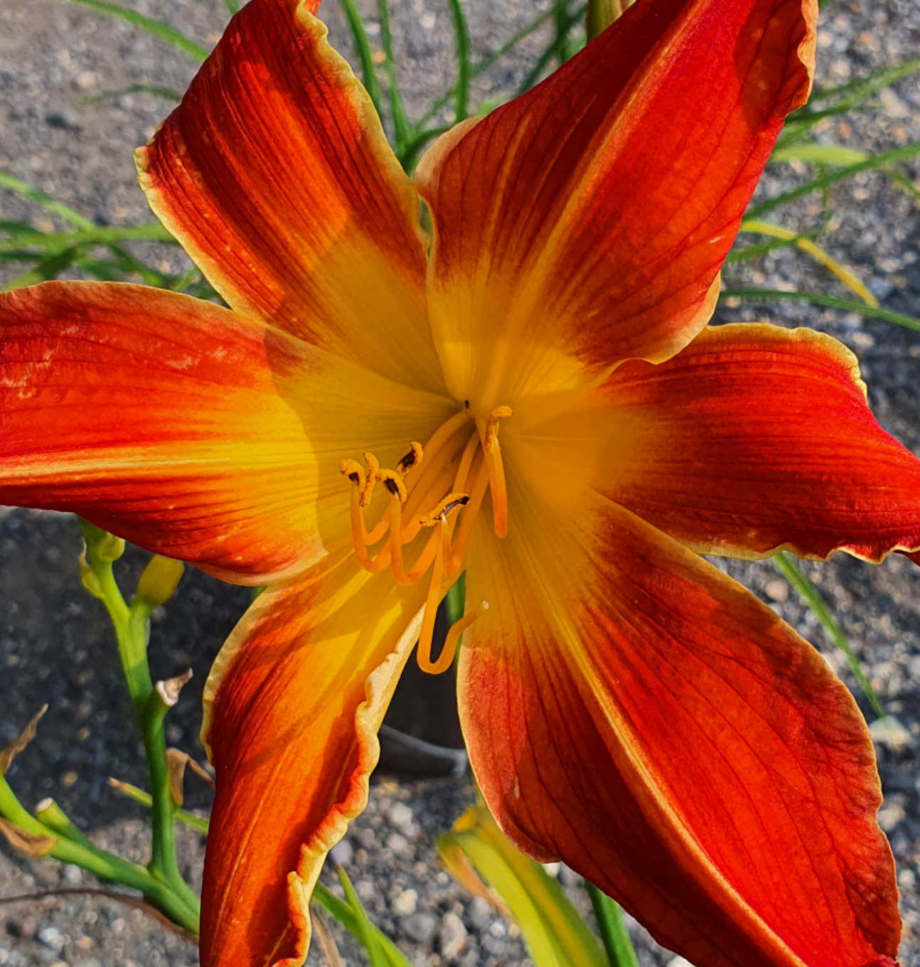 Hemerocallis 'Firestorm'