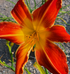 Hemerocallis 'Firestorm'
