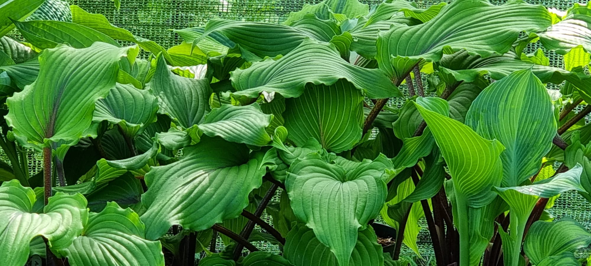 Hosta 'Valley's Red Scorpion' - Mature Division