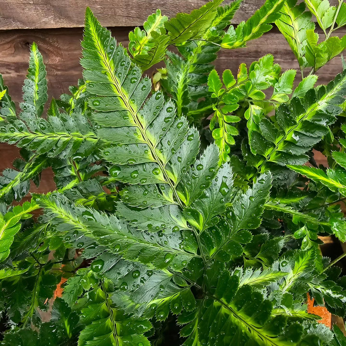 Arachnoides aristata 'Variegata' 1.5-2 ltr
