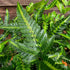Arachnoides aristata 'Variegata' 1.5-2 ltr