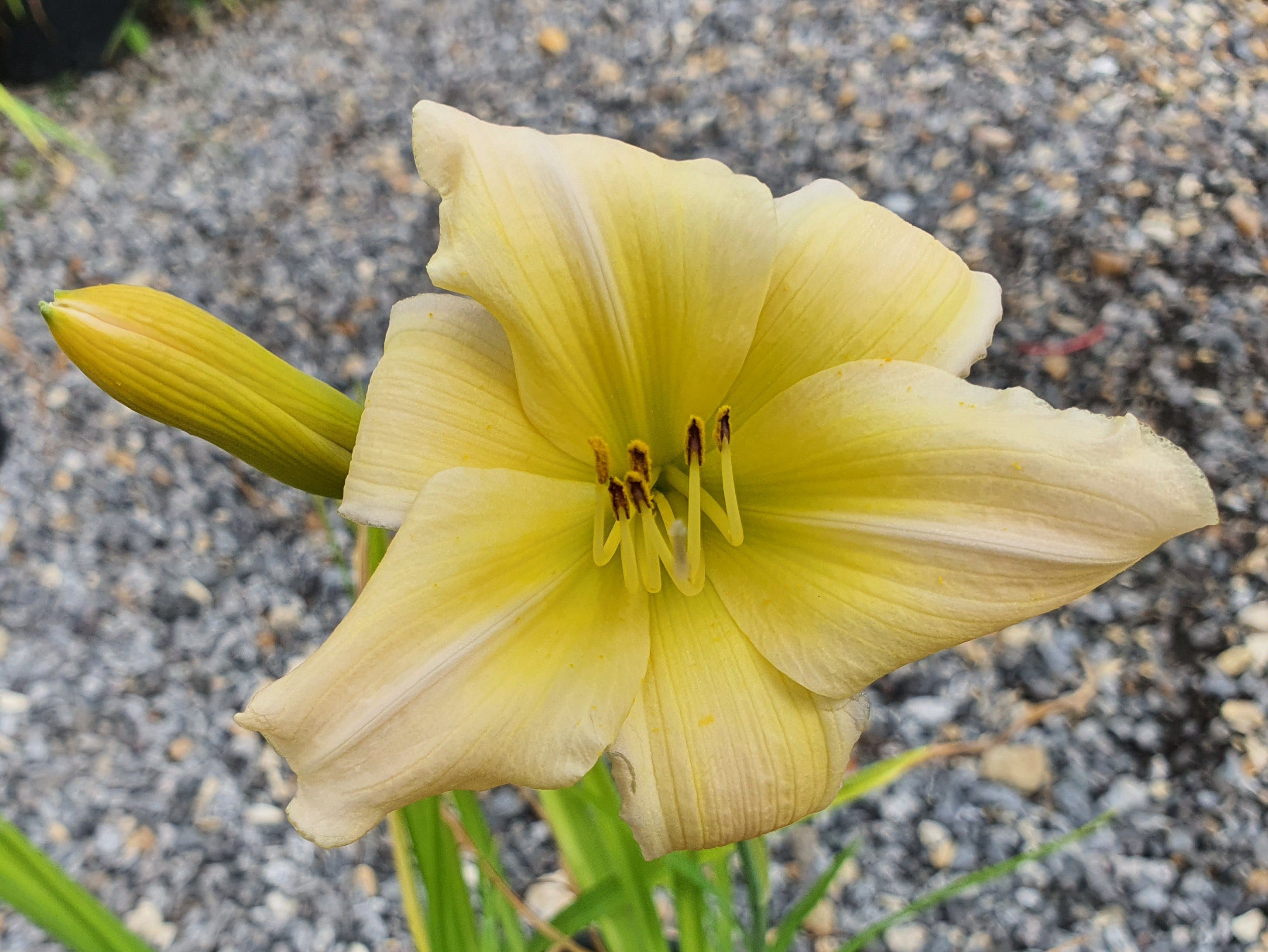 Hemerocallis 'Netsuke'