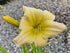 Hemerocallis 'Netsuke'