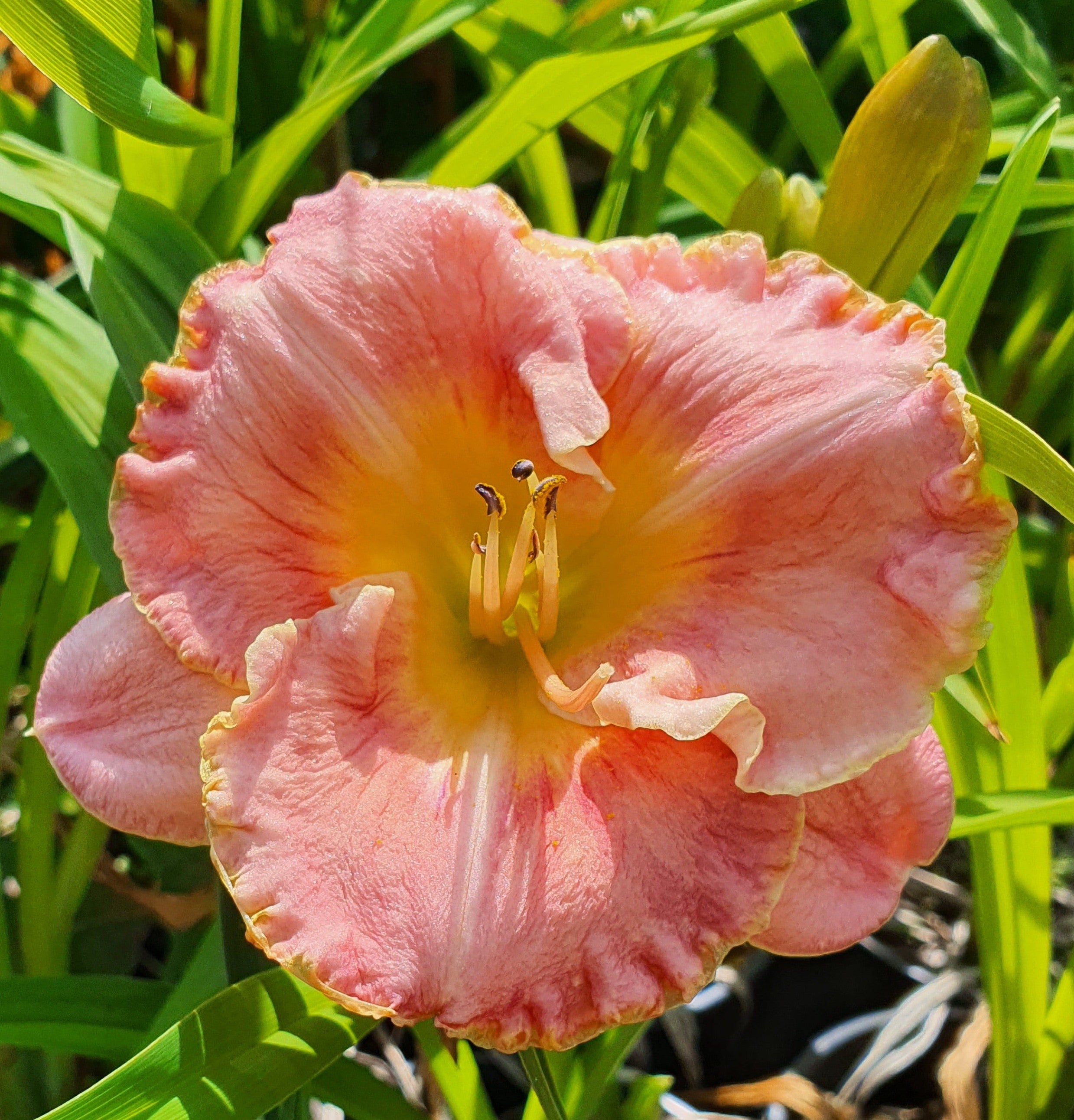 Hemerocallis 'Beyond 2000'