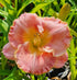 Hemerocallis 'Beyond 2000'